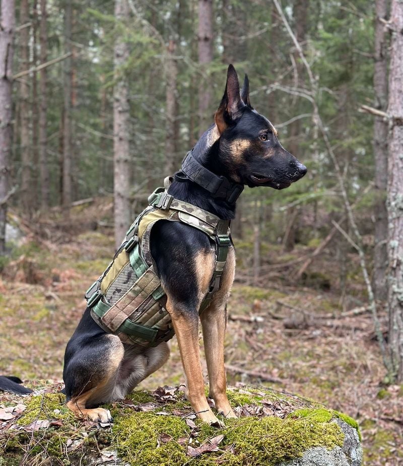 Tactical Assault Dogs