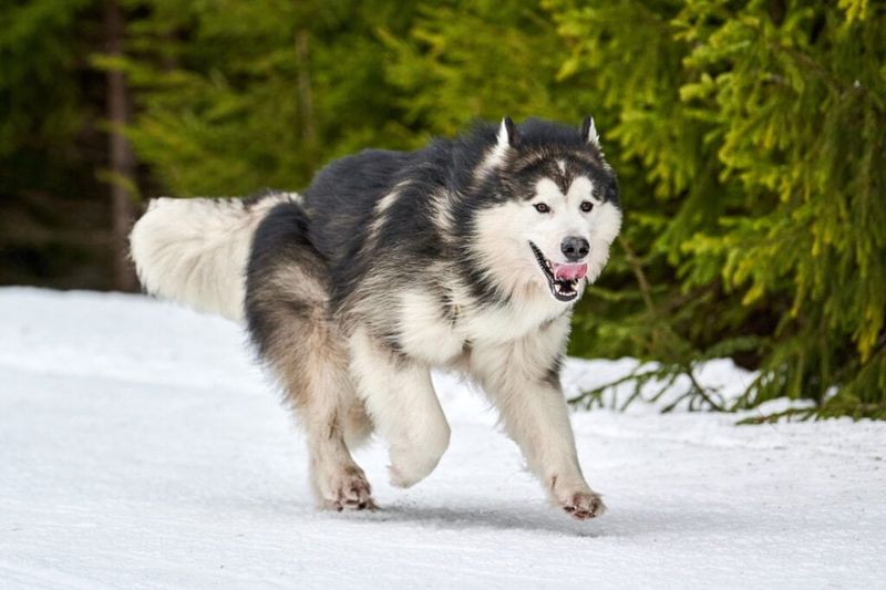 Alaskan Malamute: Arctic Workers With Independent Minds