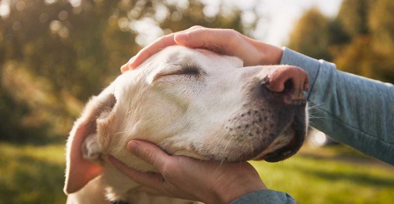 Provide Gentle Reassuring Touch