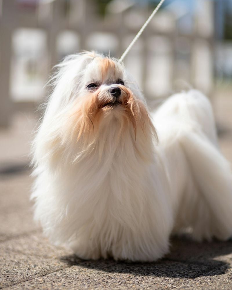 Maltese