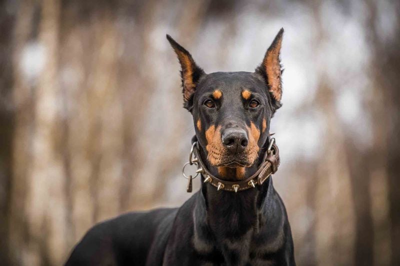 Doberman Pinscher: The Sharp-Minded Guardian