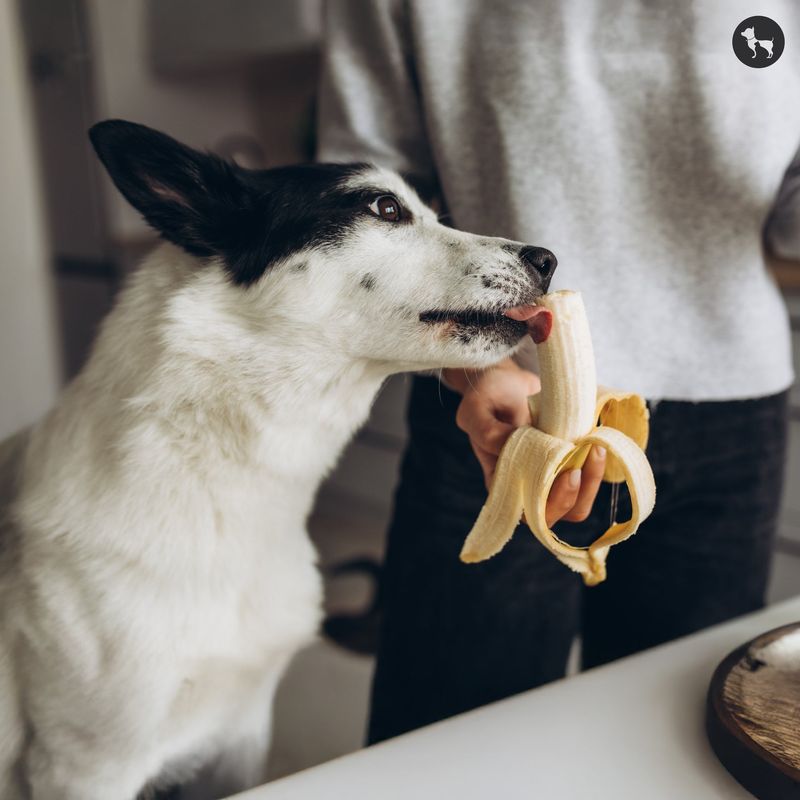 Potassium-Rich Bananas: Nature's Energy Bar