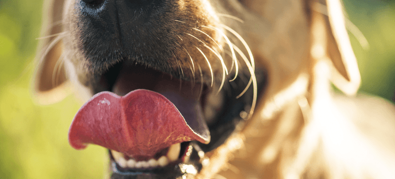 Bad breath that's getting worse
