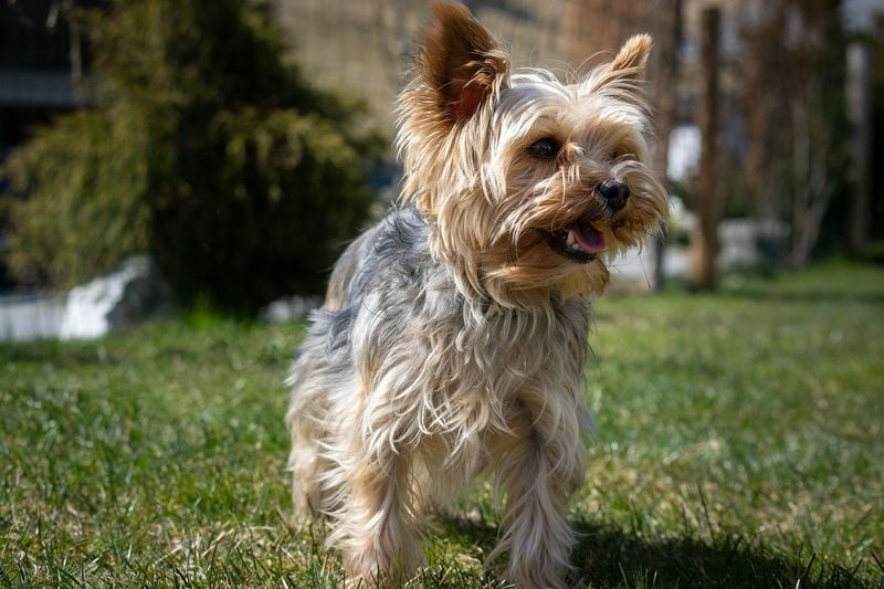 Yorkshire Terrier: Tiny Terrier, Big Lifespan