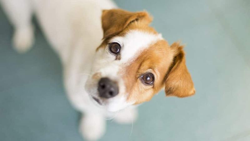 Build Trust Through Careful Eye Contact