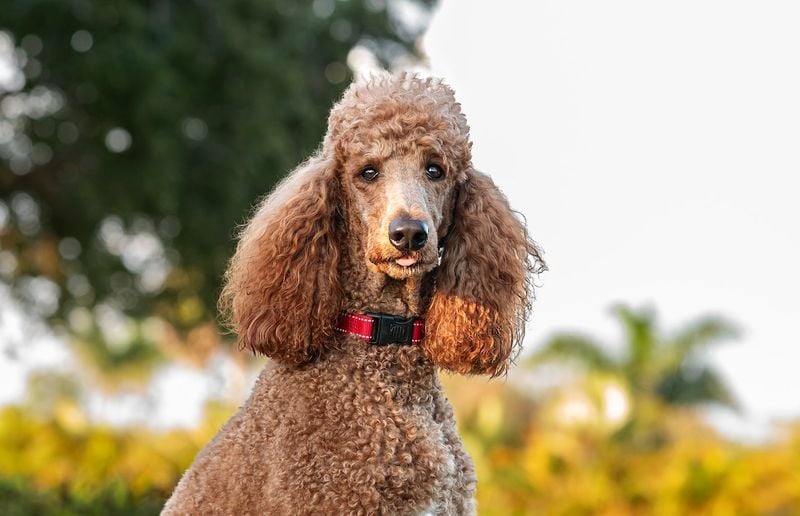 Poodle: Intelligence That Demands Attention