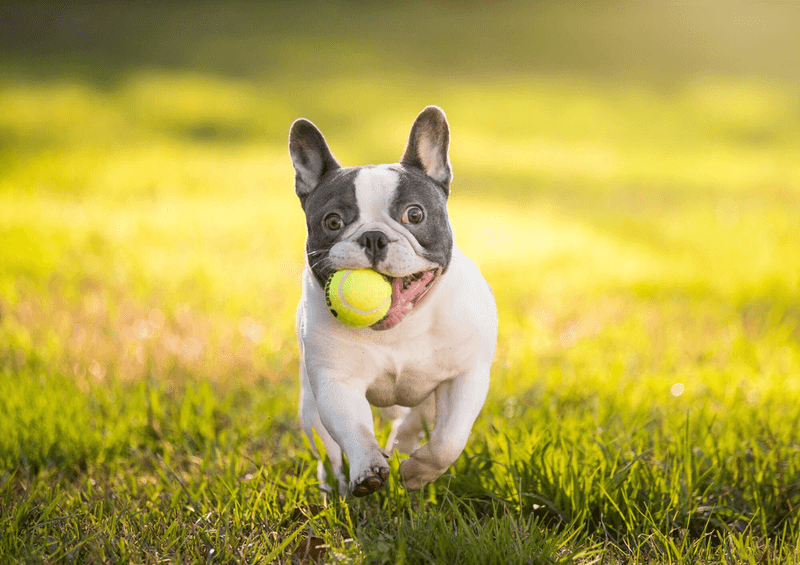 French Bulldog