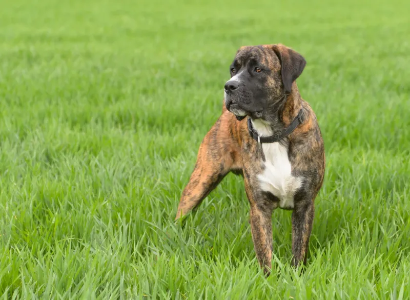 Boxador: The Enthusiastic Athlete