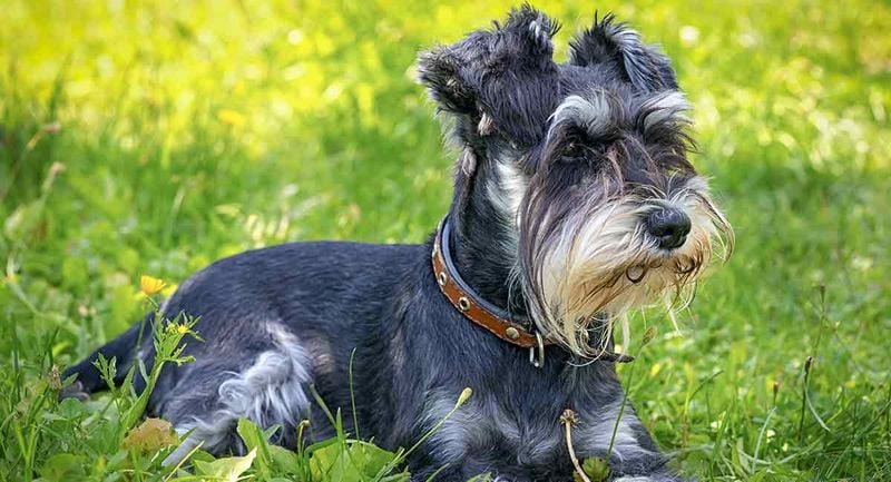 Miniature Schnauzer: Bearded Seniors