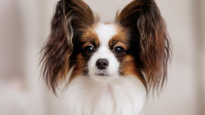 Papillon