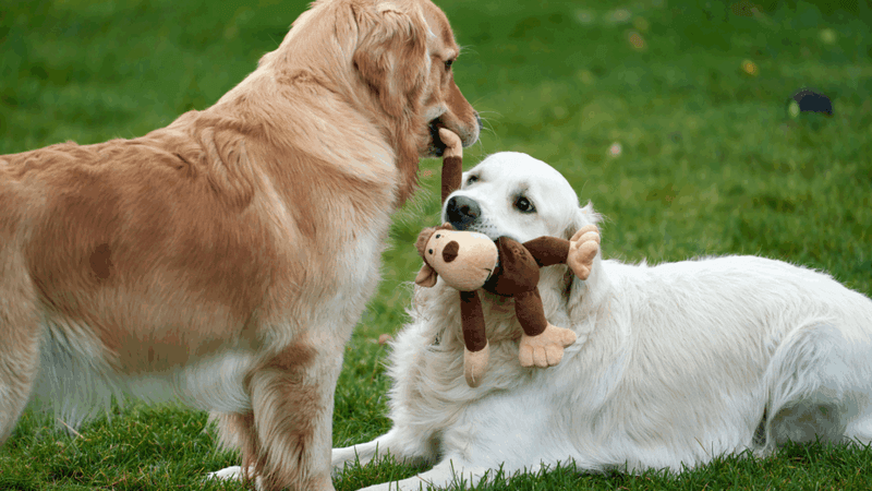 Potential for jealousy
