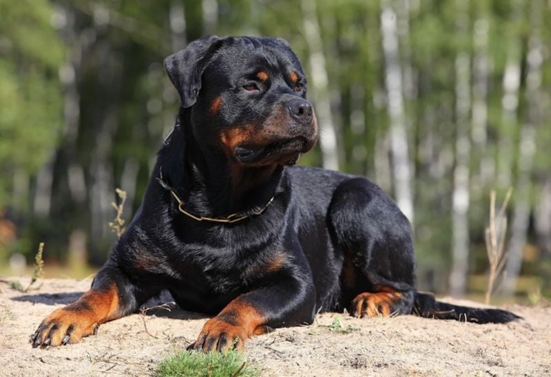 High Risk of Mislabeling and Breed Bans