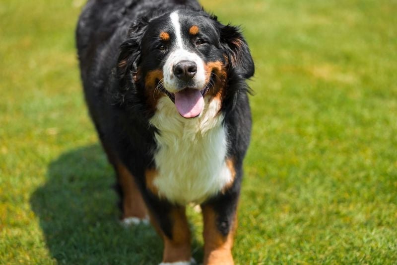 Majestic Appearance That Turns Heads