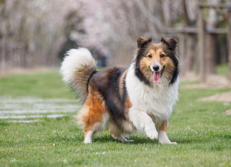 Shetland Sheepdog: The Sensitive Emotional Guardian