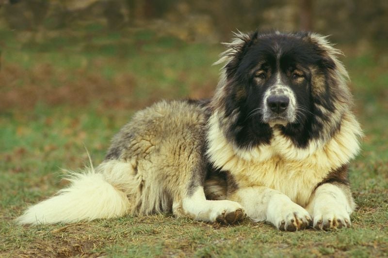 Caucasian Shepherd: Mountain Guardians with Intense Protective Instincts