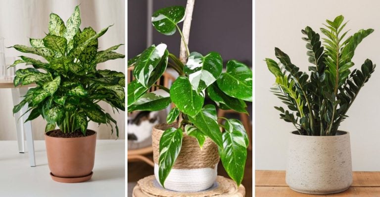 10 Beautiful Houseplants That Are a Hidden Threat to Your Dog