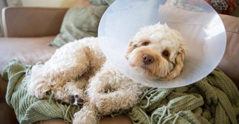 10 Benefits of Neutering Your Male Dog