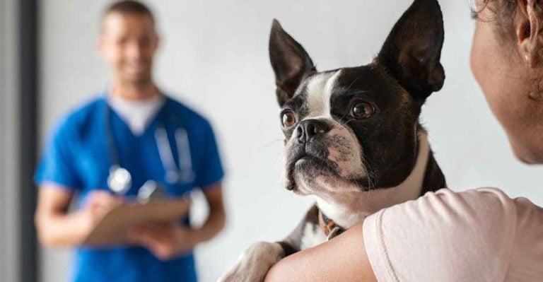 10 Benefits of Spaying Your Female Dog