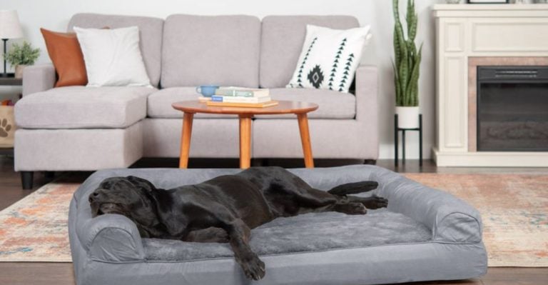 10 Best Dog Beds to Keep Your Pup Cosy