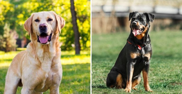 10 Calm Dog Breeds That Don’t Get Aggressive (and 10 That Might)