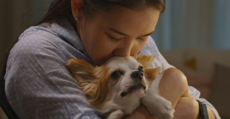 10 Clear Signs Your Dog Feels Safer With You Than Anyone Else