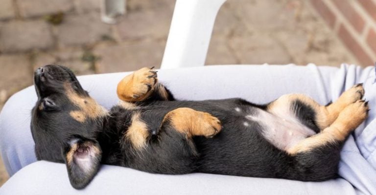 10 Dog Behaviors That Only Appear in Deeply Secure Homes