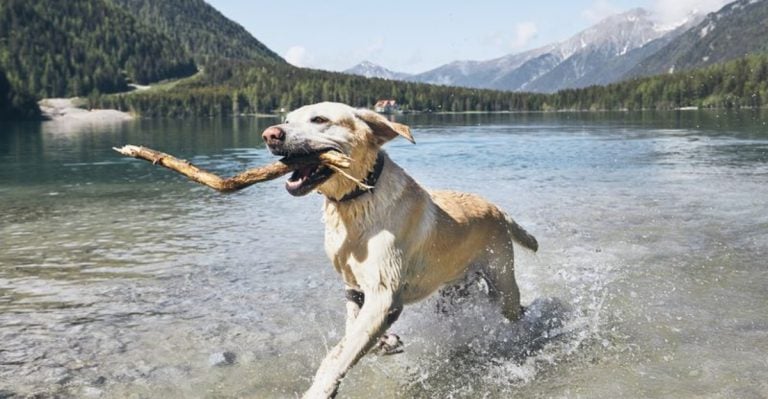 10 Dog Breeds Known for Their Exceptional Stamina