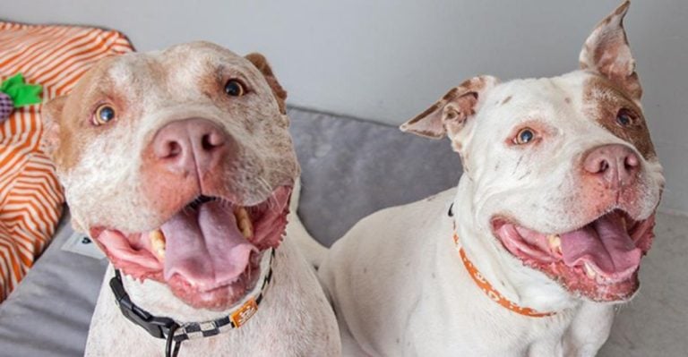 10 Dog Breeds People Fear for No Good Reason