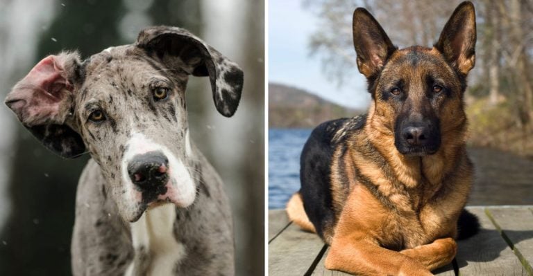 10 Dog Breeds That Stay Chill No Matter What — And 5 That Stress Out Fast