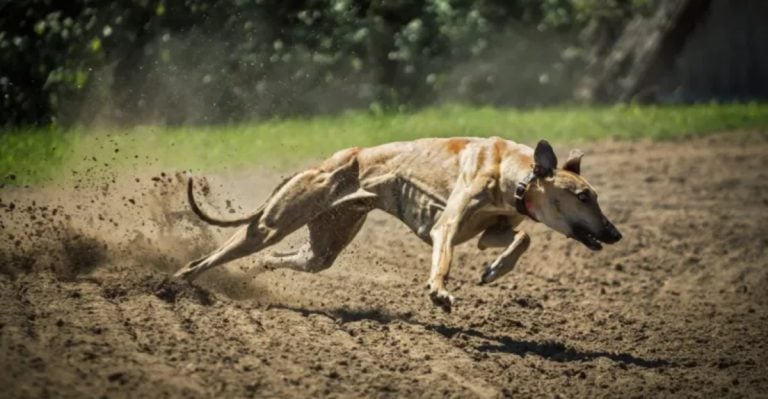10 Dog Breeds You Should Never, Ever Get If You’re a Cat Owner