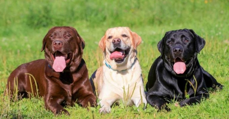 10 Facts About the Most Loyal Dog Breed of All—Do You Know Which One It Is?