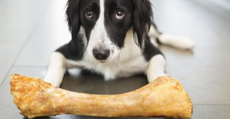 10 Foods That Seem Safe for Dogs But Aren’t