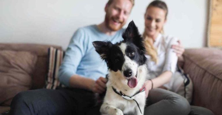 10 Key Tips for Bringing a Rescue Dog Into Your Home