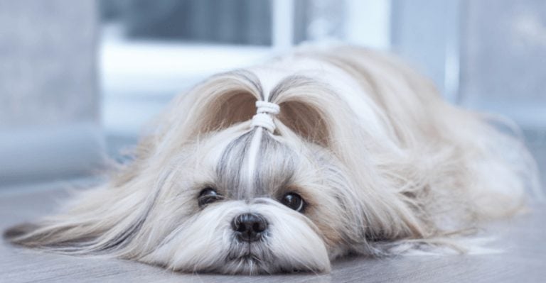 10 Most Adorable Small Dog Breeds (And 10 With the Quirkiest Personalities)