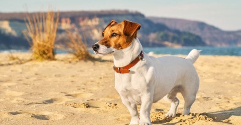 10 Most Popular British Dog Breeds And How They Came To Be