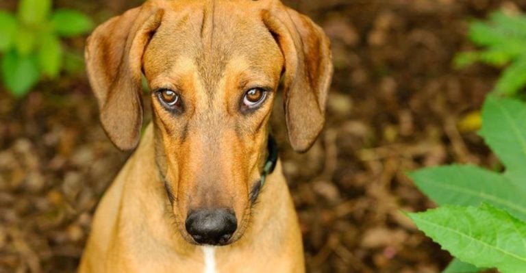 10 Myths About Dog Behavior That Even Experienced Owners Believe