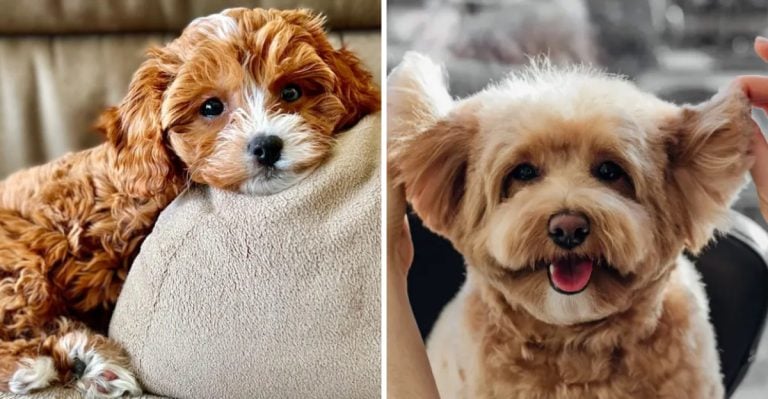 10 Poodle Mixes That Make Perfect Pets (And 7 That Might Not Be Worth It)