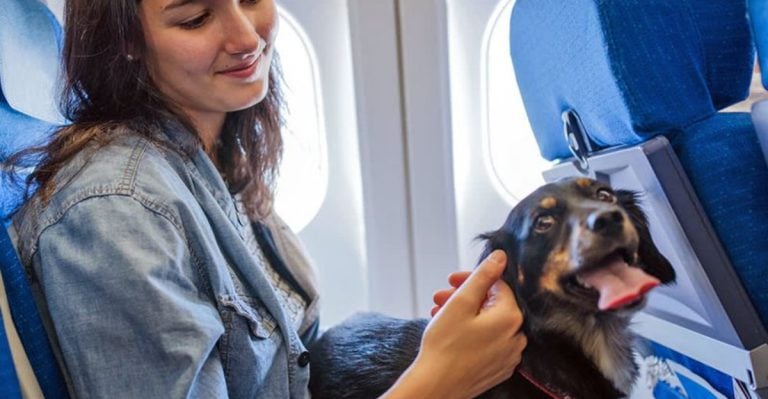 10 Pro Tips for Flying With Your Dog