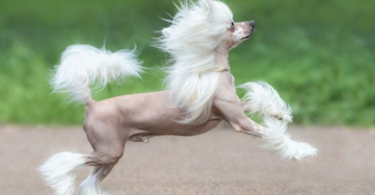 10 Quirky But Cute Dog Breeds