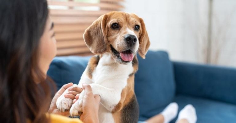 10 Shocking Truths About How Dogs Experience Life