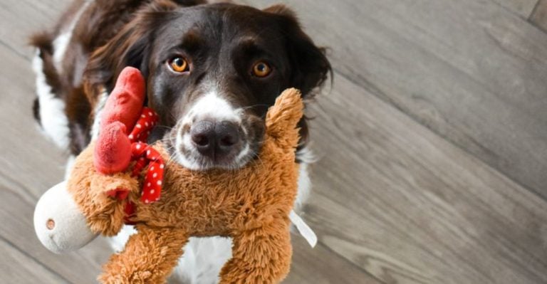 10 Signs Your Dog Finds Comfort in Your Routine