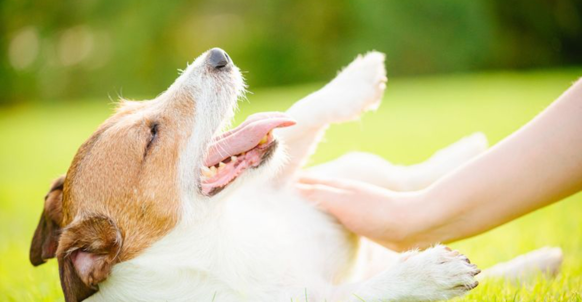 10 Signs Your Dog Trusts You More Than Anyone Else in the House