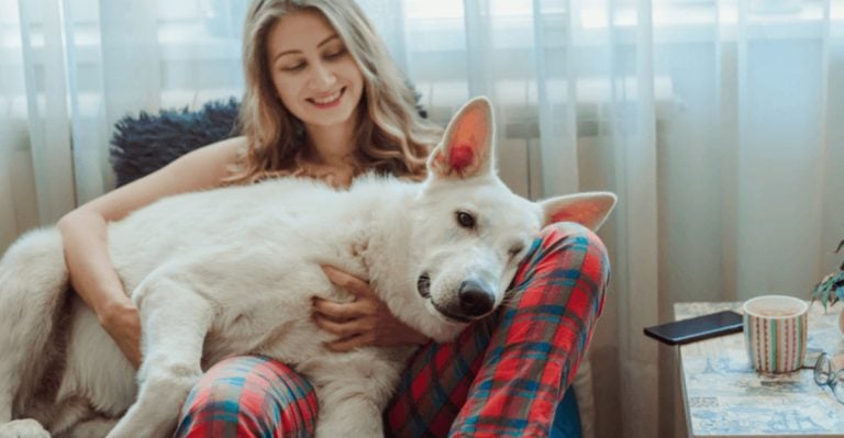 10 Signs Your Dog’s Trust Has Deepened Quietly Over Time