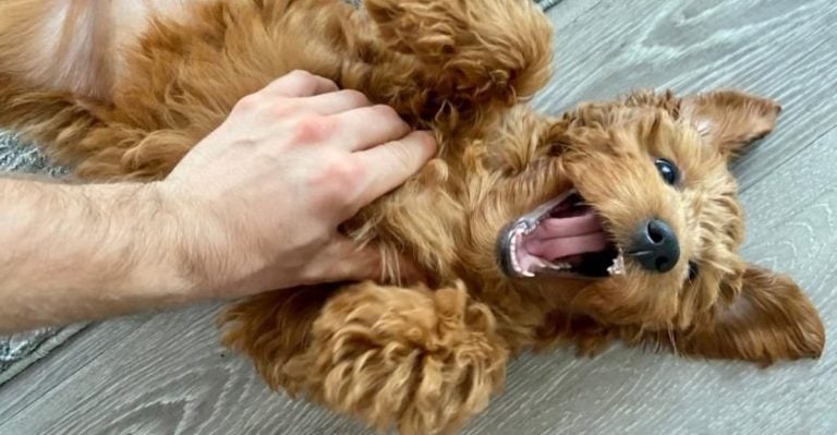 10 Simple Everyday Things That Make Your Dog Happier—Yet You Probably Almost Never Do Them