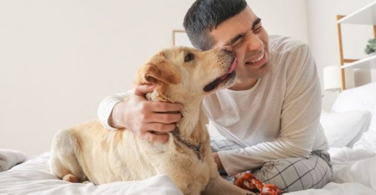 10 Small Things You Do That Deepen a Dog’s Trust Without You Knowing