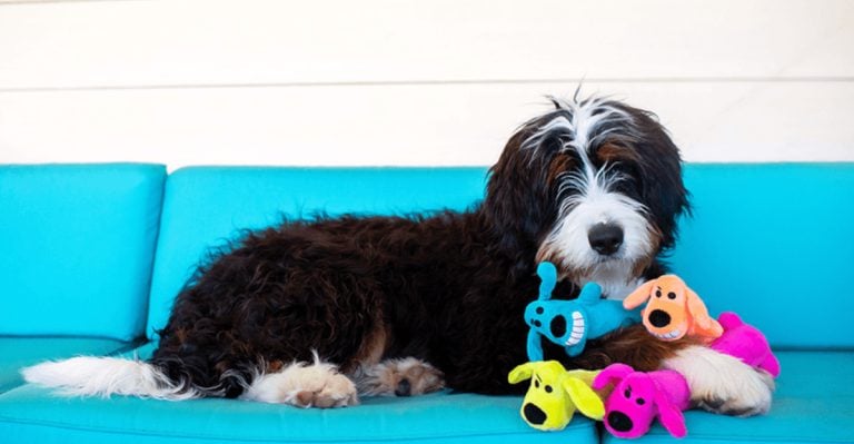10 Smart Ways To Help Your Dog Feel Less Lonely When You’re Away