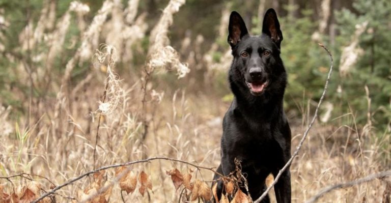 10 Stunning Black Dog Breeds (And 5 Ridiculous Myths About Them People Still Believe for Some Reason)