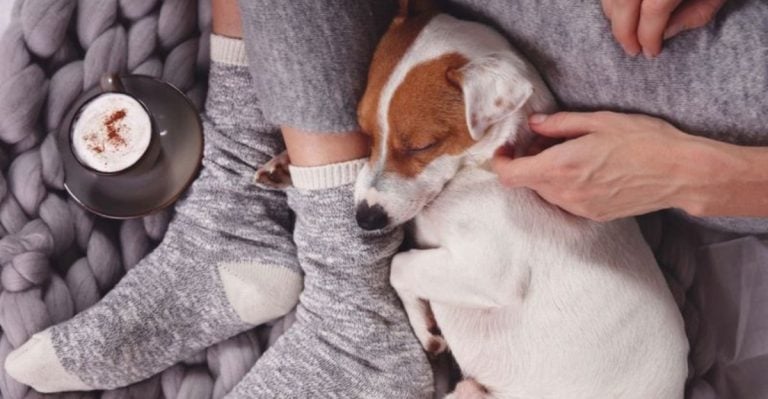 10 Things That Bring Dogs Comfort When They Feel Unsettled