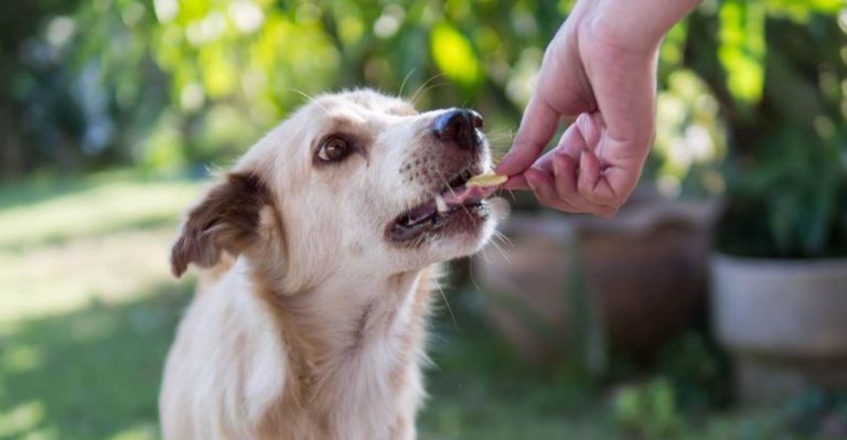 10 Things You Should Do If You Find An Abandoned Dog On The Street & 10 You Absolutely Shouldn’t