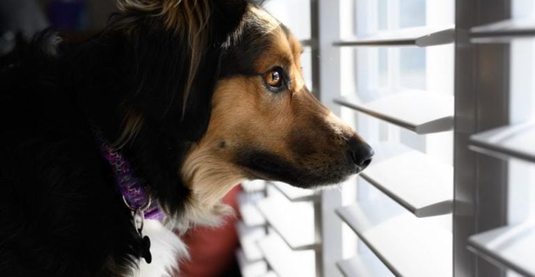 10 Ways Dogs Are Struggling In Our Modern Lifestyle